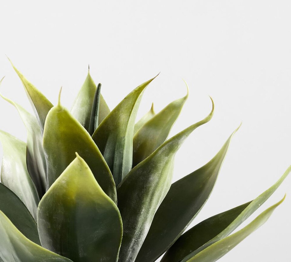 Faux Potted Aloe Vera Plant Pottery Barn Australia